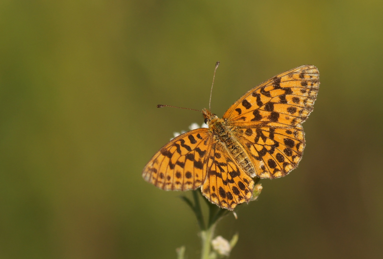 Boloria dia.JPG